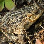 Western toad /  naxyrus boreas